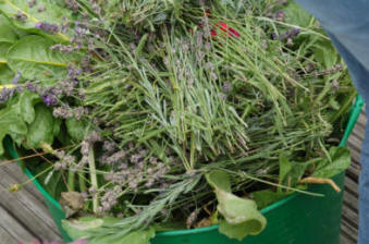 The cut back lavender sprigs are saved for pot pourii